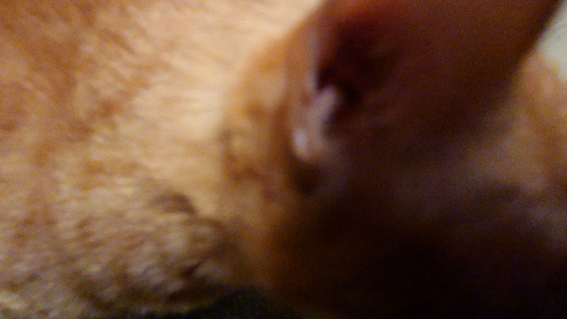 愛猫達の記事動画