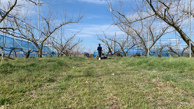 桃のせん定が続いています！の記事動画