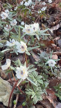 節分草　大好きなお花の記事動画