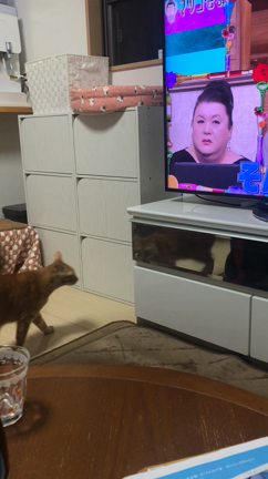 奈々ちゃんが虹の橋に行って2年が経ちました(^ ̥_  ̫ _ ̥^)の記事動画