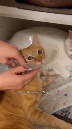 茶トラの真太郎くんエリザベスカラーを外しました( *´꒳`* )の記事動画