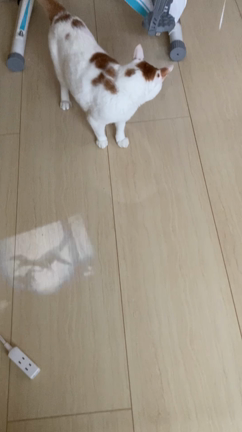 またたびにヨッパのにゃんたちと恐竜グッズにはしゃぐ飼い主のビューティフルライフ( *´꒳`*)の記事動画