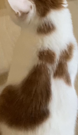 恐怖の梅雨がもうすぐ！！にゃんたちと過ごすためのめまい対策(๑•̀д•́๑)ｷﾘｯの記事動画