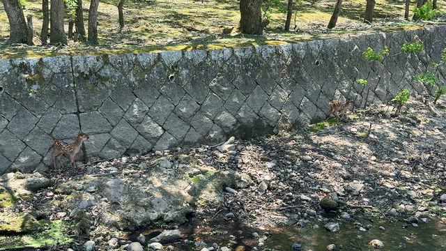 奈良公園小鹿三昧の記事動画
