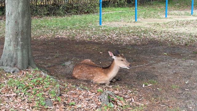 今日の滝坂の道の記事動画