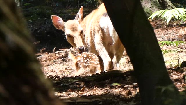 奈良公園小鹿三昧の記事動画