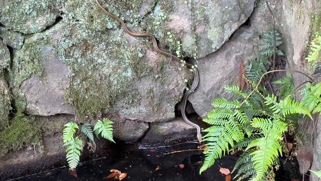 春日大社若宮蛇三昧の記事動画