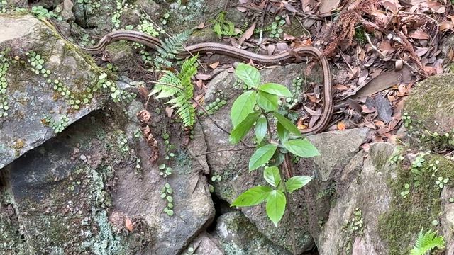 春日大社若宮蛇三昧の記事動画