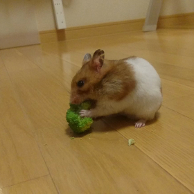 ブロッコリー大好きの画像