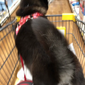 飼い主失格の画像