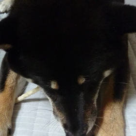 かしこいの画像