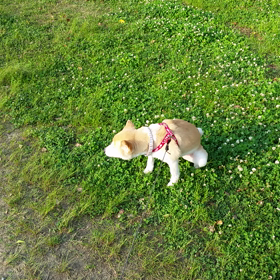 お散歩の画像