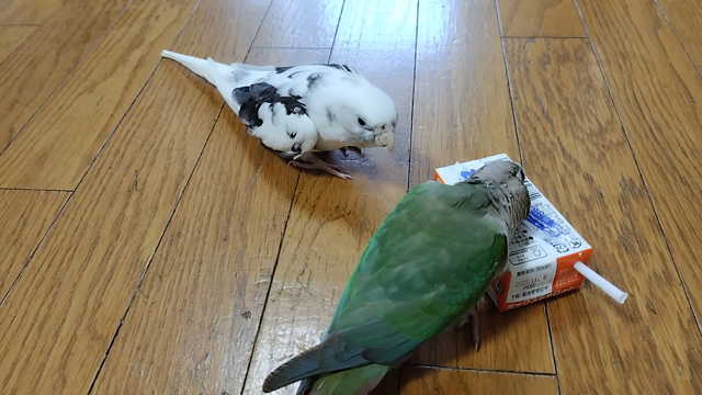 （雑談）「暑さのせいか　いらつきが半端ねー」「ふたりの攻防（鳥さま写真）」の記事動画