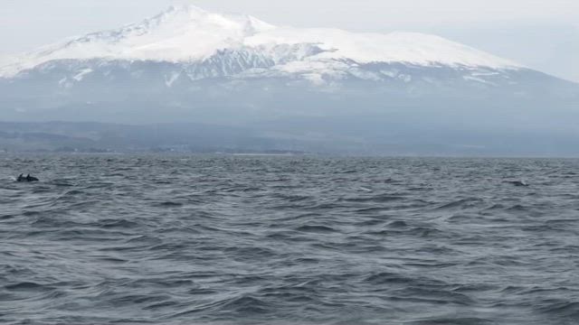 釣果情報の記事動画