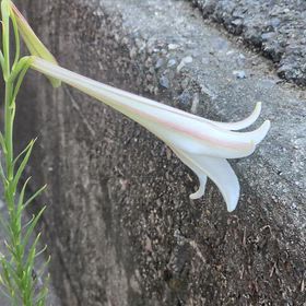 今日 帰って来たらの画像