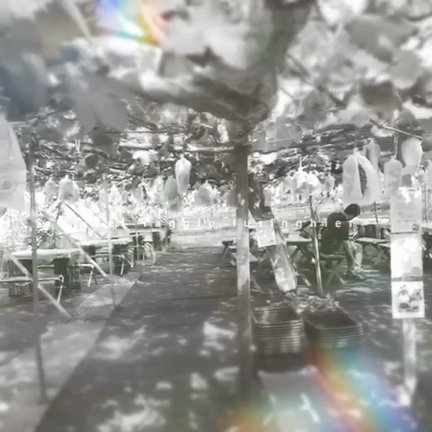 ぶどう狩りの記事動画