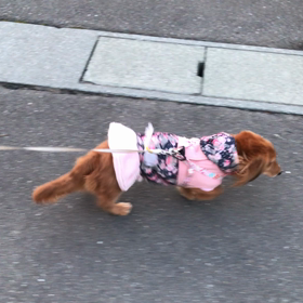 ひさびさ‼︎ あかねのさんぽにての画像