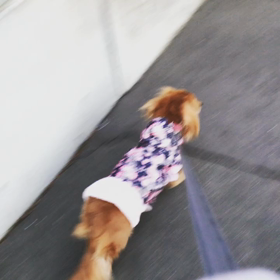 今日の夕さんぽにての画像