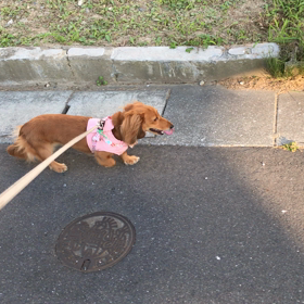 昨日の夕さんぽの画像