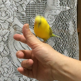 チーちゃん体を鍛えるの巻！の画像
