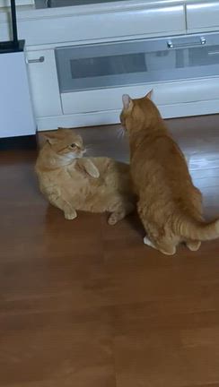今年を振り返っての記事動画