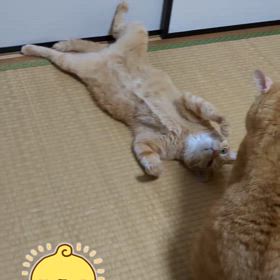 2024/08/05の画像