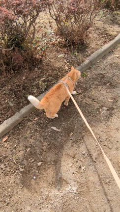 今日は猫の日2/22の記事動画