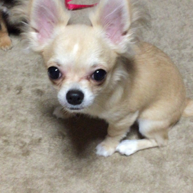 ココの特技の画像