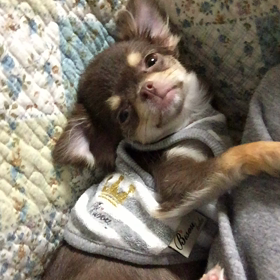 おててであそぶの画像