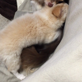腰カクカクwの画像