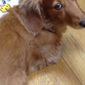 犬の気持ち。の画像