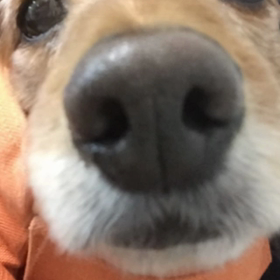 犬のきもちの画像
