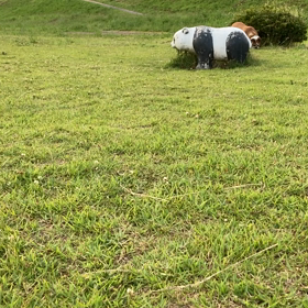 パンダと遊ぶの画像