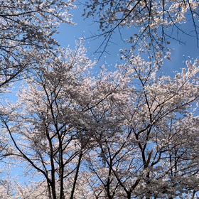 桜トンネルの画像
