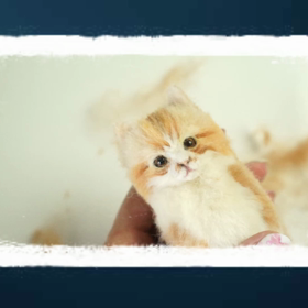 10cmのおチビ猫ちゃんのメイキングの画像