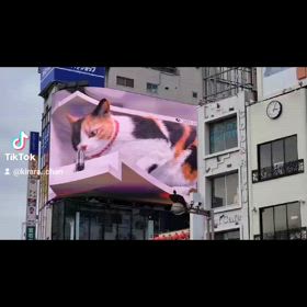☆3D巨大猫☆の画像