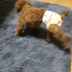 シコふんじゃった(爆)の画像