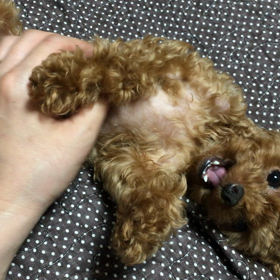 復活٩(๑❛ᴗ❛๑)۶の画像