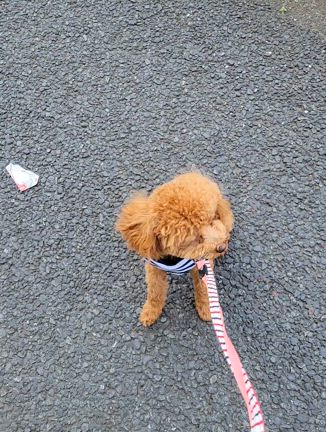 なぜお客様へアンケートをとると成約率が上がるのか?の記事動画