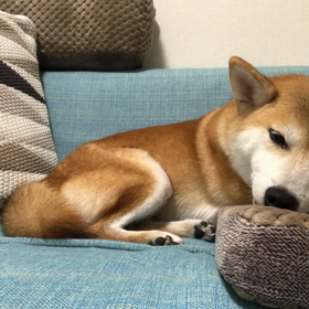 さくらの安心ポイントの画像