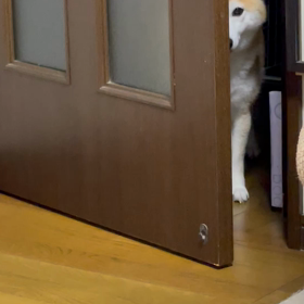 家政婦は見た風なさくらバージョンの画像