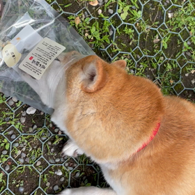 2021.6.29のさくら。の画像