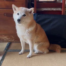 観察中？の画像