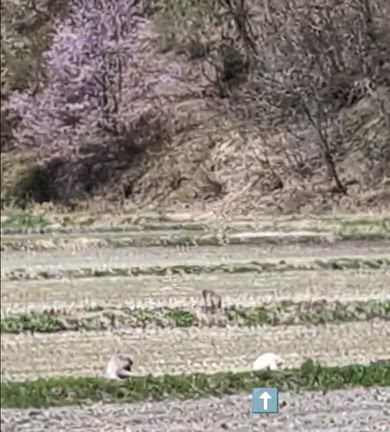 ありがたき幸せ！肌で感じる春の旬の記事動画