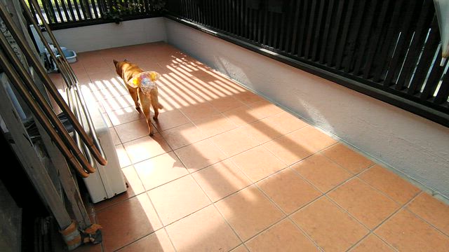 コロの歩行訓練の記事動画