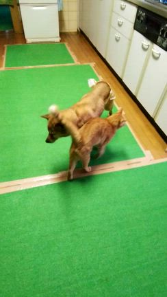 たまにはホラを吹かせてねの記事動画