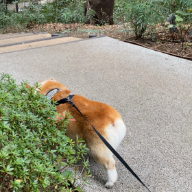 コーギー犬のお尻とゆる〜い暮らしの画像