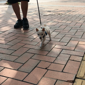 お散歩の画像