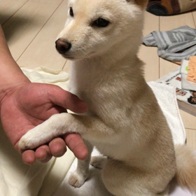 お手出来ました(´∀｀*)の画像