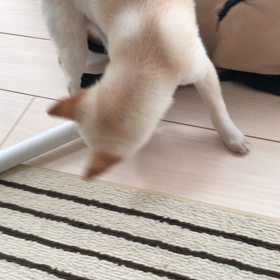 哮天オモチャ事情②の画像